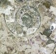 Massive, Ammonite Fossil With Stand - Sale Price #115057-4